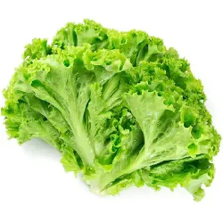 ALFACE CRESPA UN
