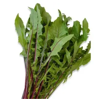 CHICORIA UN